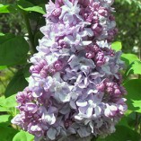 Lilac blooms-watermark