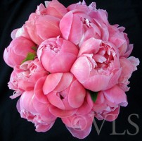 peonies, coral colour.