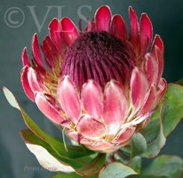 Protea bloom-watermark